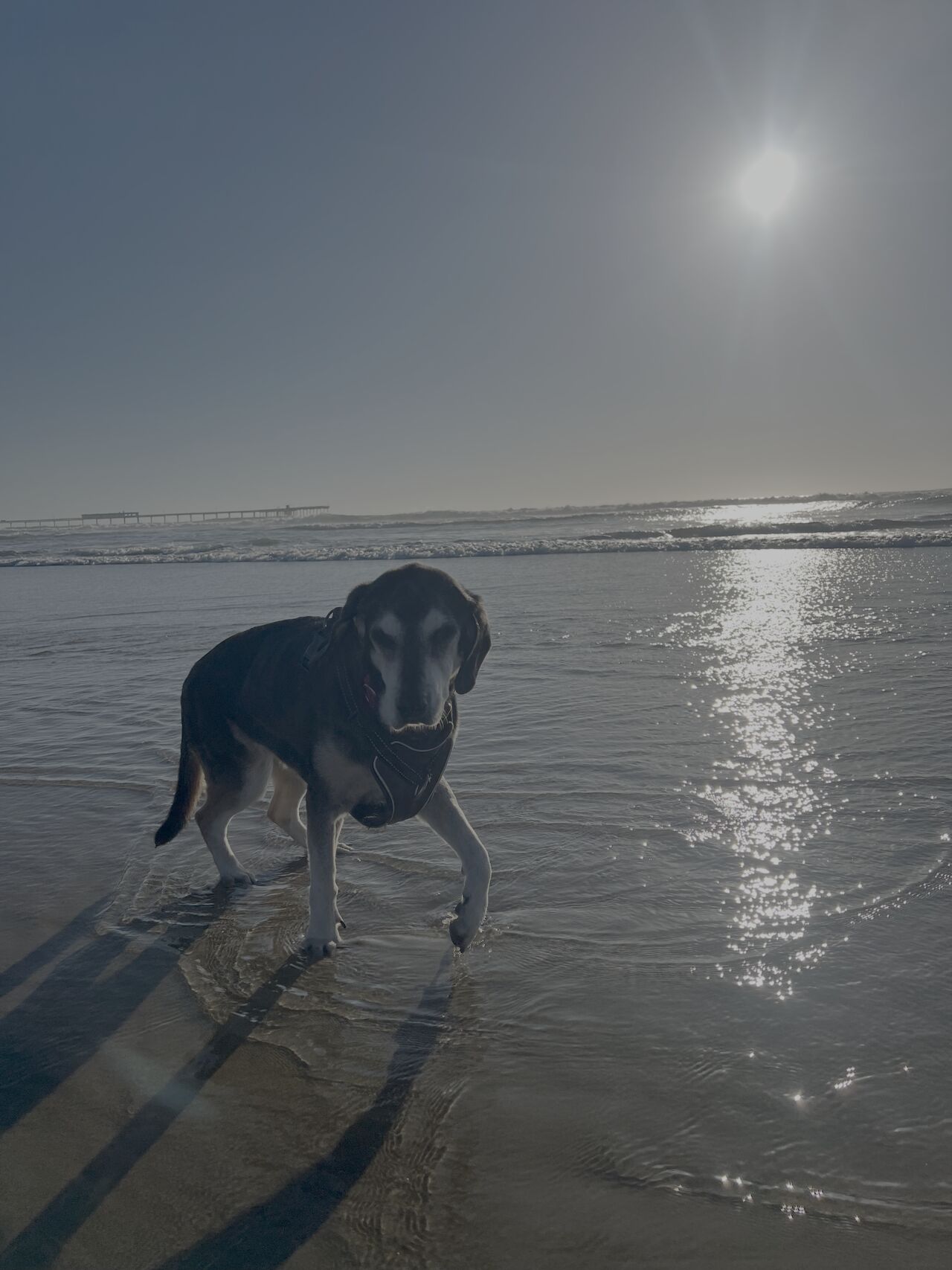 Daisy, a senior black and tan coonhound mix in a harness, standing in shallow water at the dog beach with the sun low over the ocean behind her.