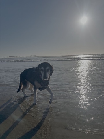 Daisy, a senior dog, on the beach